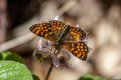 <i>Melitaea athalia</i>