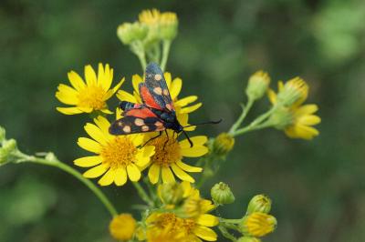 <i>Zygaena ephialtes</i>