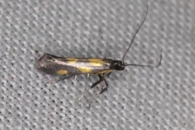 Euspilapteryx auroguttella