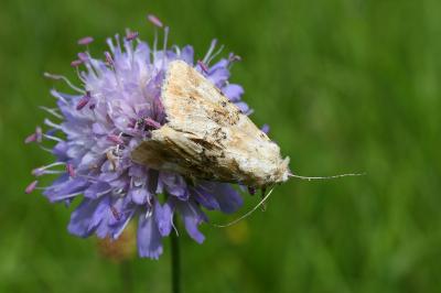 <i>Eremobia ochroleuca</i>
