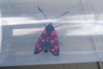 <i>Zygaena transalpina</i>