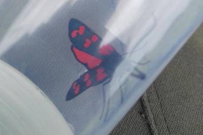 <i>Zygaena transalpina</i>