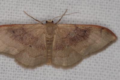 <i>Idaea degeneraria</i>