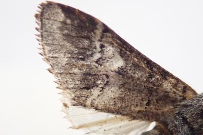 <i>Drymonia querna</i>