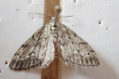 <i>Tephronia sepiaria</i>