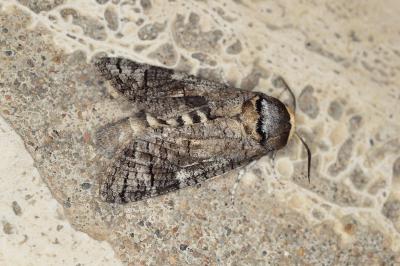<i>Cossus cossus</i>