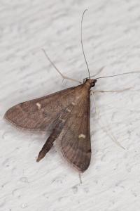 <i>Dolicharthria punctalis</i>