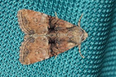 <i>Mesoligia furuncula</i>