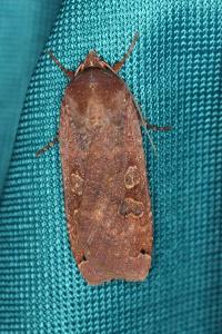 <i>Noctua pronuba</i>
