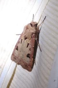 <i>Agrotis exclamationis</i>
