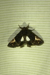 <i>Aedia funesta</i>