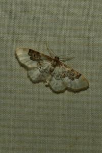 <i>Idaea rusticata</i>