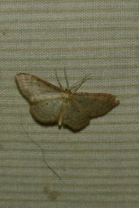 <i>Idaea humiliata</i>