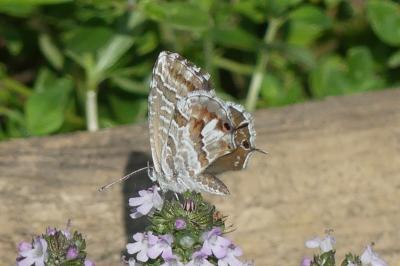 <i>Cacyreus marshalli</i>