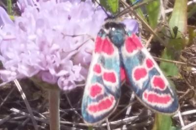 <i>Zygaena carniolica</i>