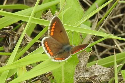 <i>Aricia agestis</i>
