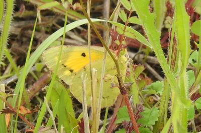 <i>Colias crocea</i>