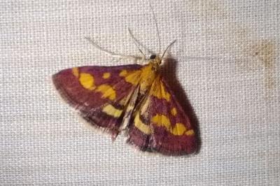 <i>Pyrausta purpuralis</i>
