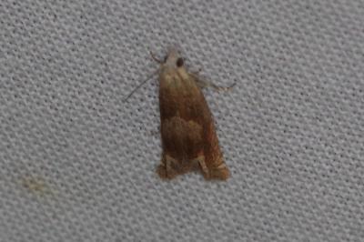 <i>Eucosma conterminana</i>