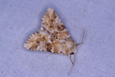 <i>Eremobia ochroleuca</i>