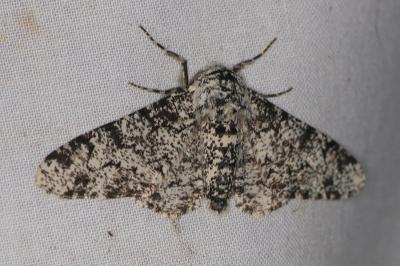 <i>Biston betularia</i>