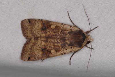 <i>Noctua pronuba</i>
