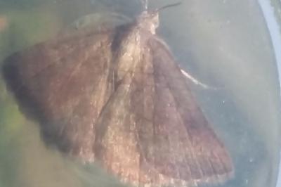<i>Phytometra viridaria</i>
