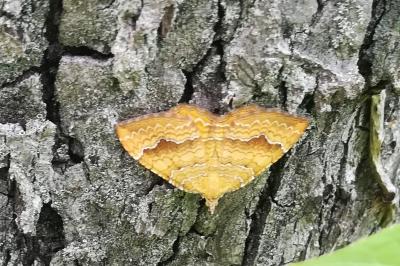 <i>Camptogramma bilineata</i>