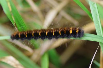 <i>Macrothylacia rubi</i>