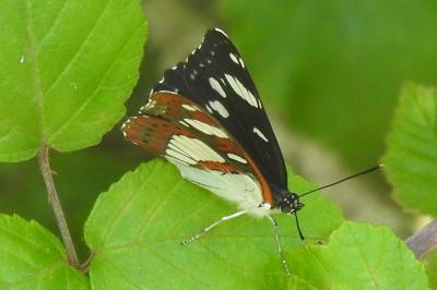 <i>Limenitis reducta</i>