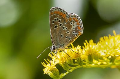 <i>Aricia agestis</i>