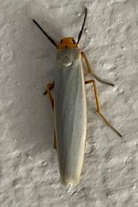 <i>Manulea complana</i>