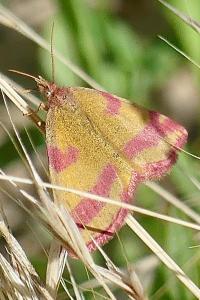 <i>Lythria cruentaria</i>