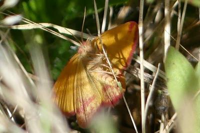 <i>Lythria cruentaria</i>