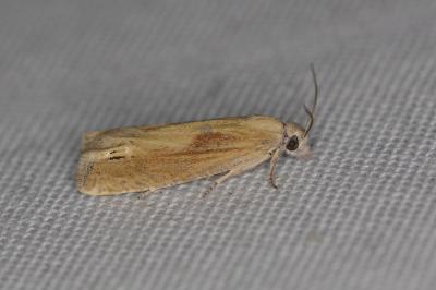 <i>Eucosma obumbratana</i>