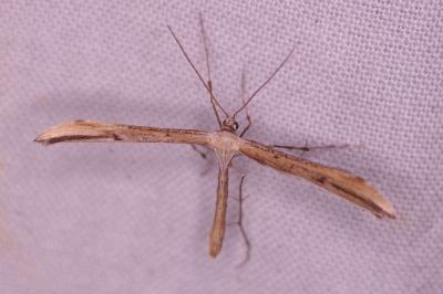 <i>Emmelina monodactyla</i>