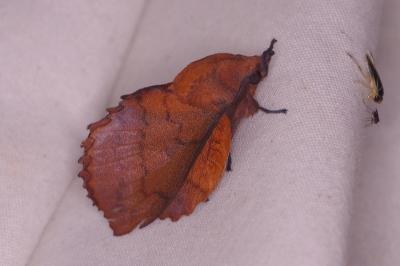 <i>Gastropacha quercifolia</i>