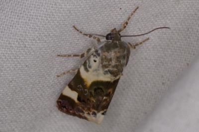 <i>Acontia lucida</i>