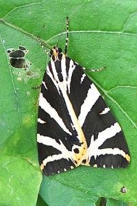<i>Euplagia quadripunctaria</i>