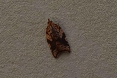 <i>Acleris rhombana</i>