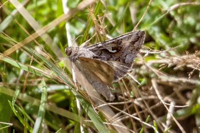 <i>Autographa gamma</i>