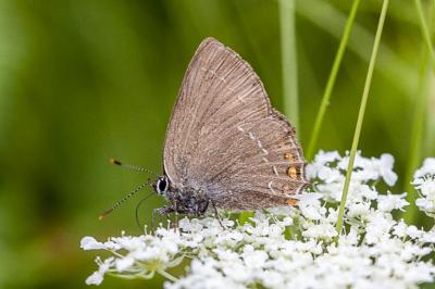 <i>Satyrium ilicis</i>