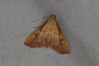 <i>Endotricha flammealis</i>