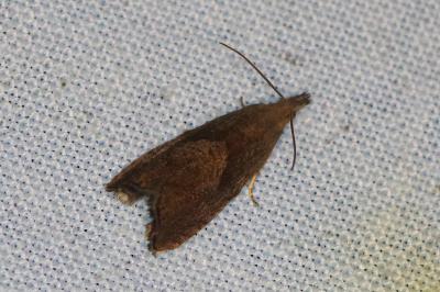 <i>Dichrorampha</i>