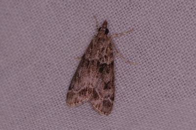 <i>Eudonia mercurella</i>