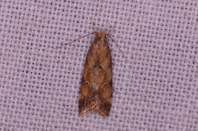 <i>Brachmia blandella</i>