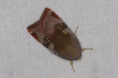 <i>Noctua janthe</i>