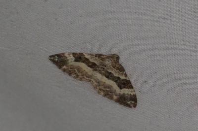 <i>Epirrhoe alternata</i>