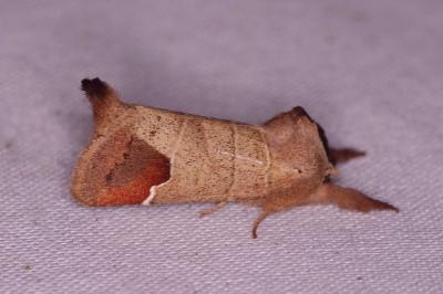 <i>Clostera curtula</i>