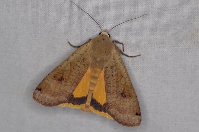 <i>Noctua pronuba</i>